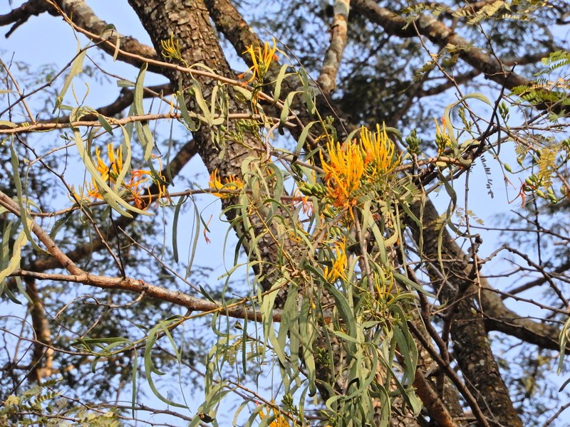 Dendrophthoe gamblei