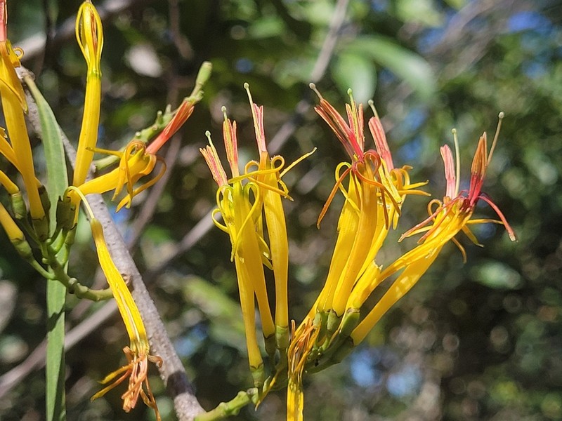 Dendrophthoe gamblei photo 3