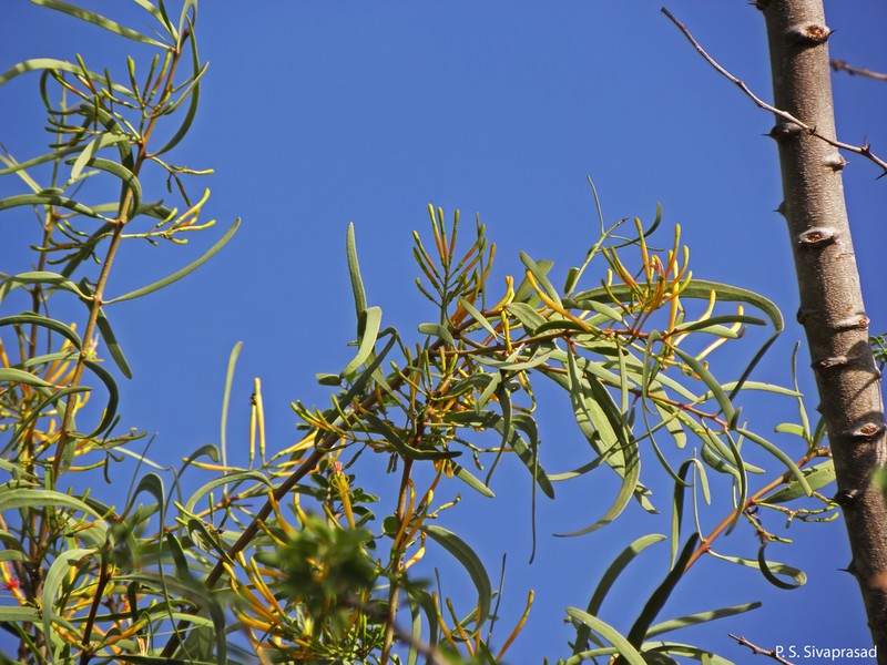Dendrophthoe gamblei photo 4