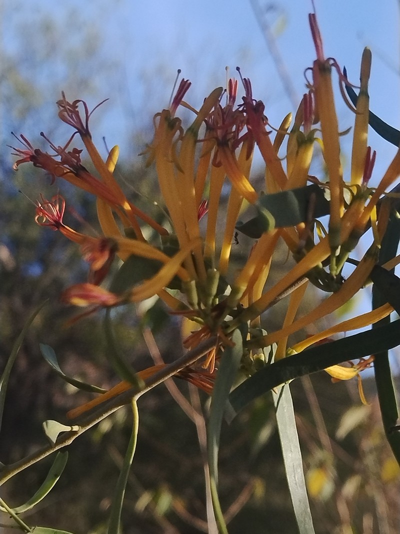 Dendrophthoe gamblei photo 5