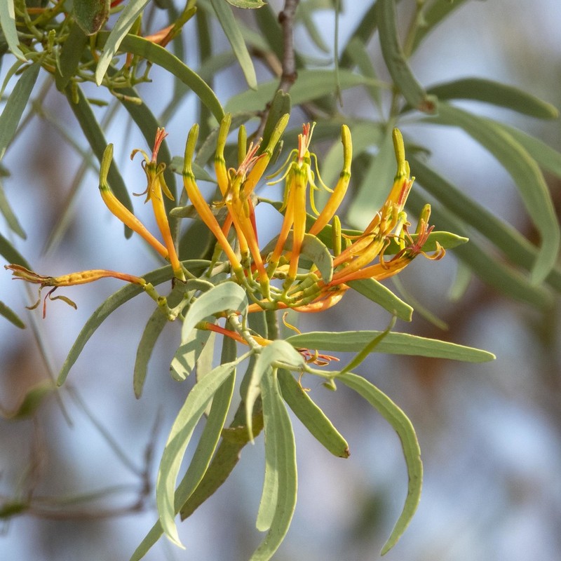 Dendrophthoe gamblei photo 6