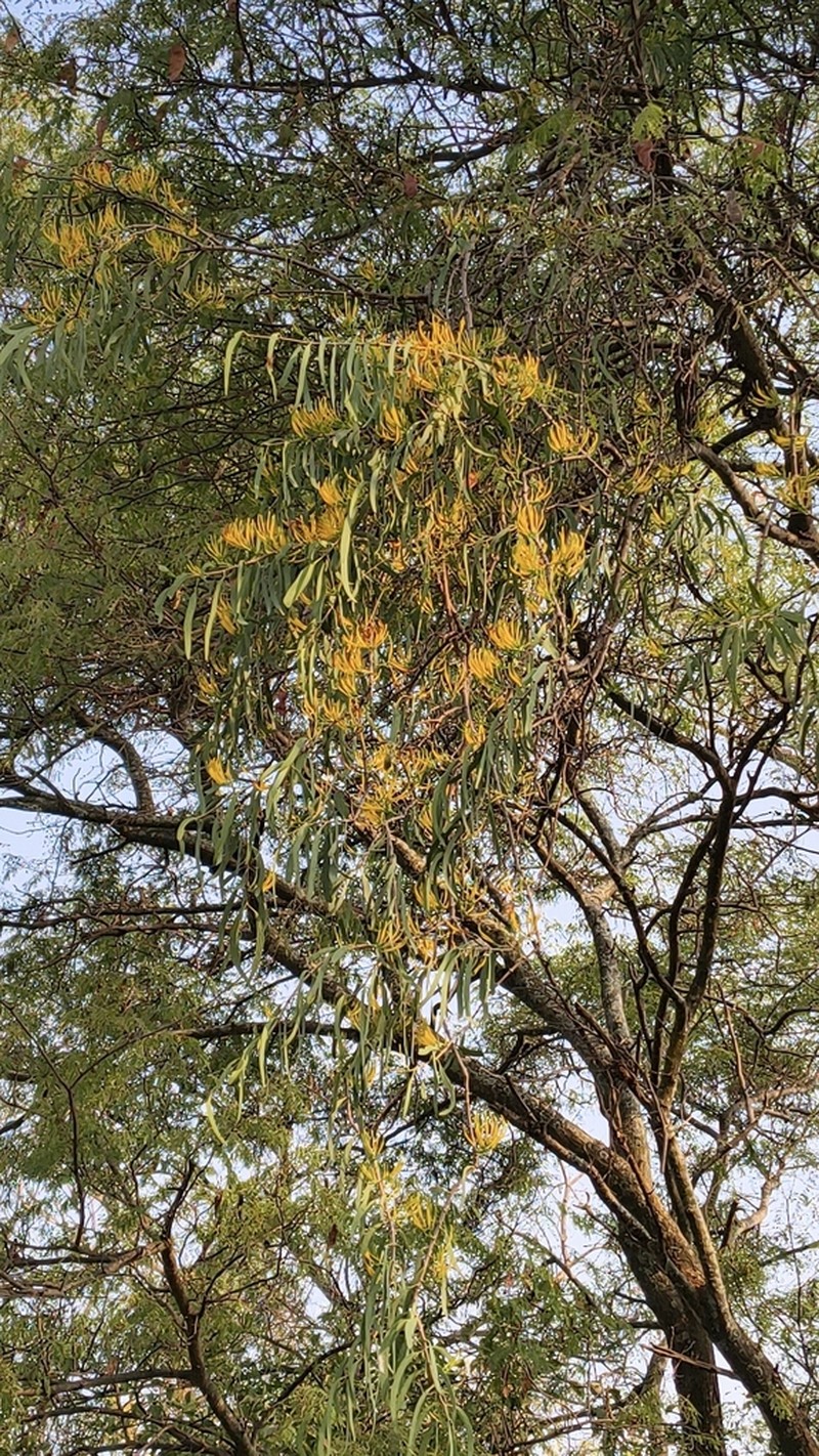 Dendrophthoe gamblei photo 7
