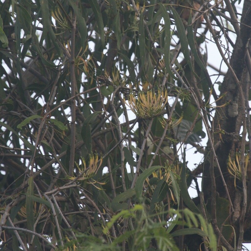 Dendrophthoe gamblei photo 8