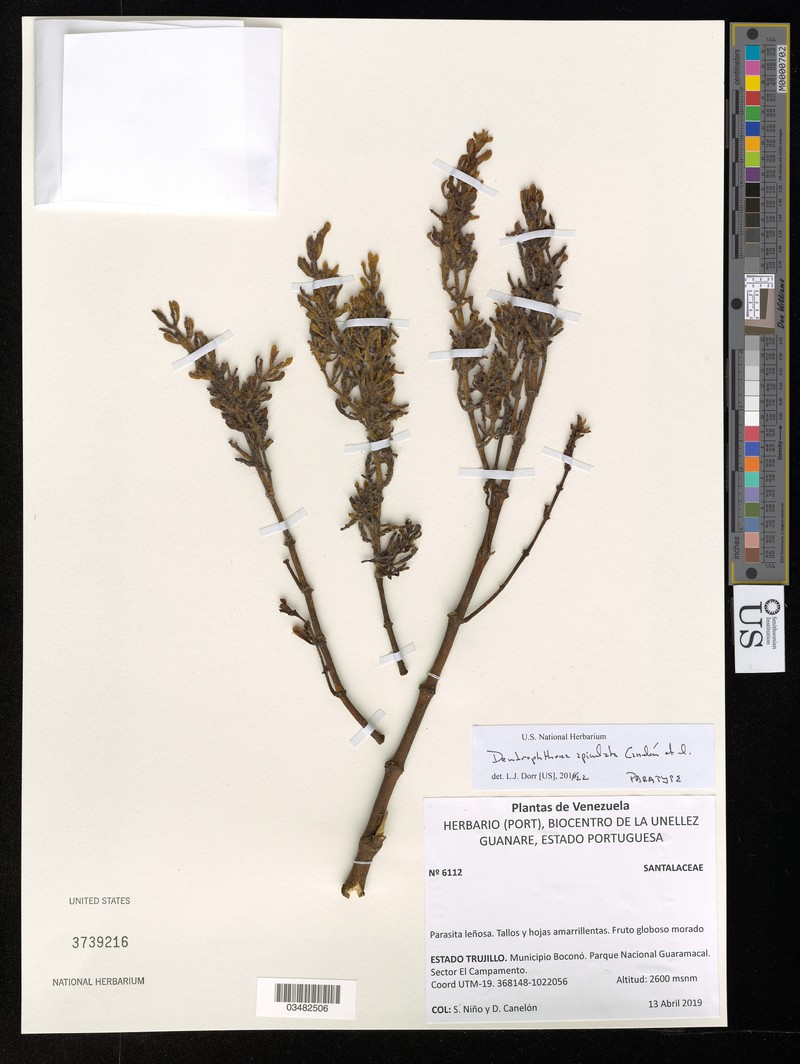 Dendrophthora apiculata