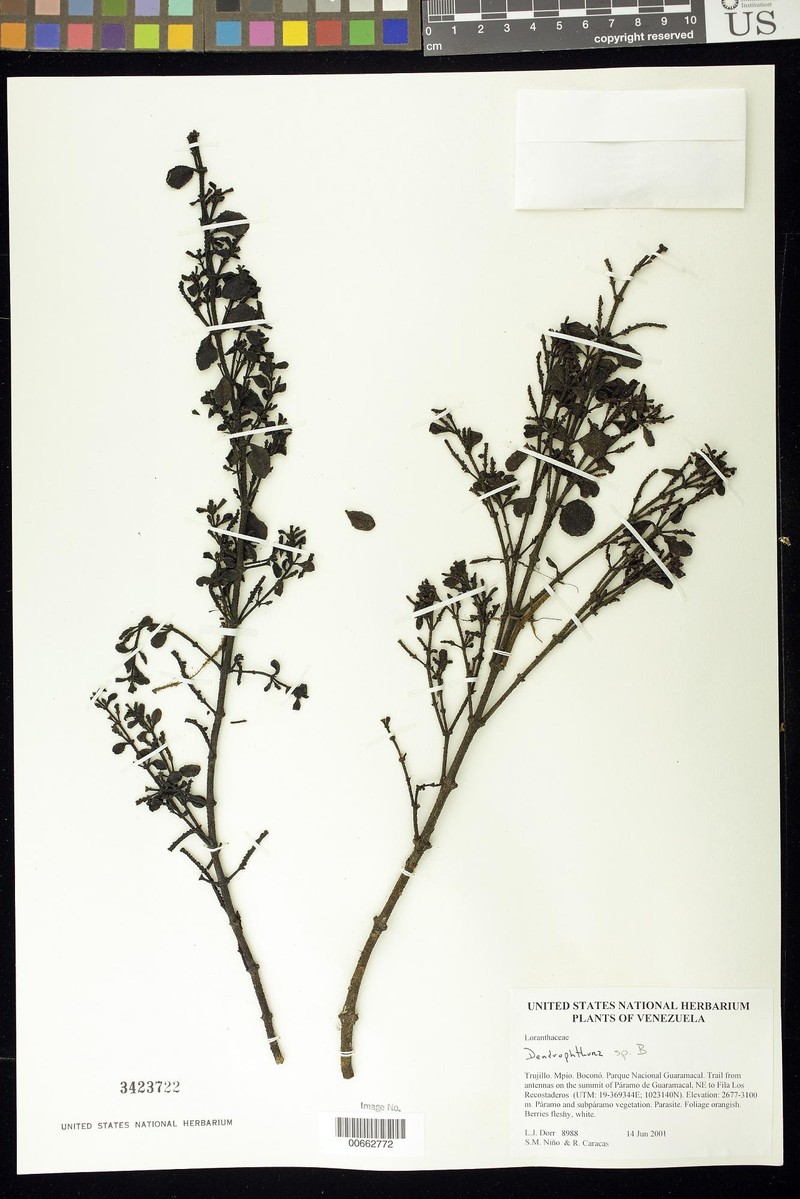 Dendrophthora coronata