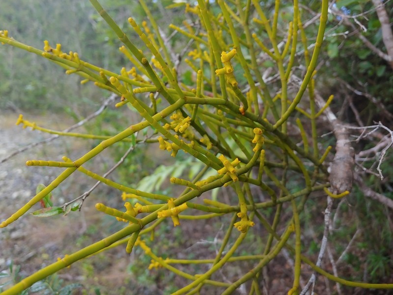 Cuban Tree Destroyer photo 2