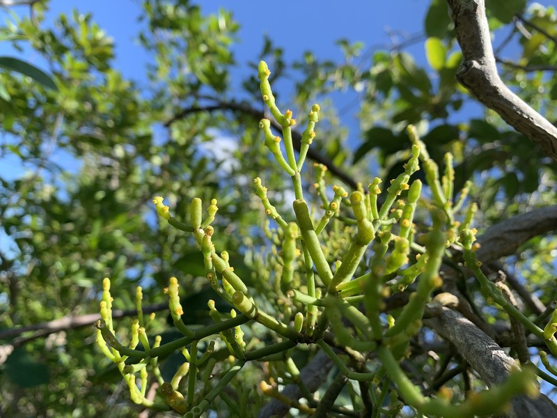 Cuban Tree Destroyer photo 3