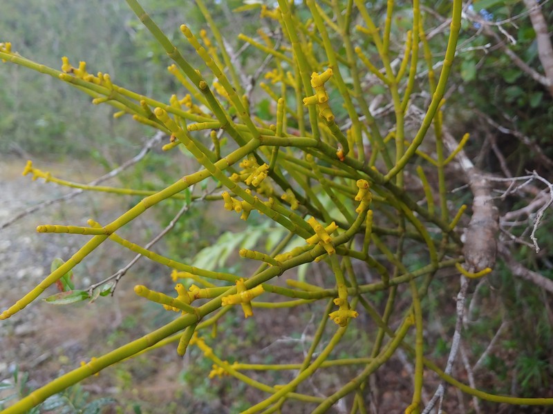 Cuban Tree Destroyer photo 4