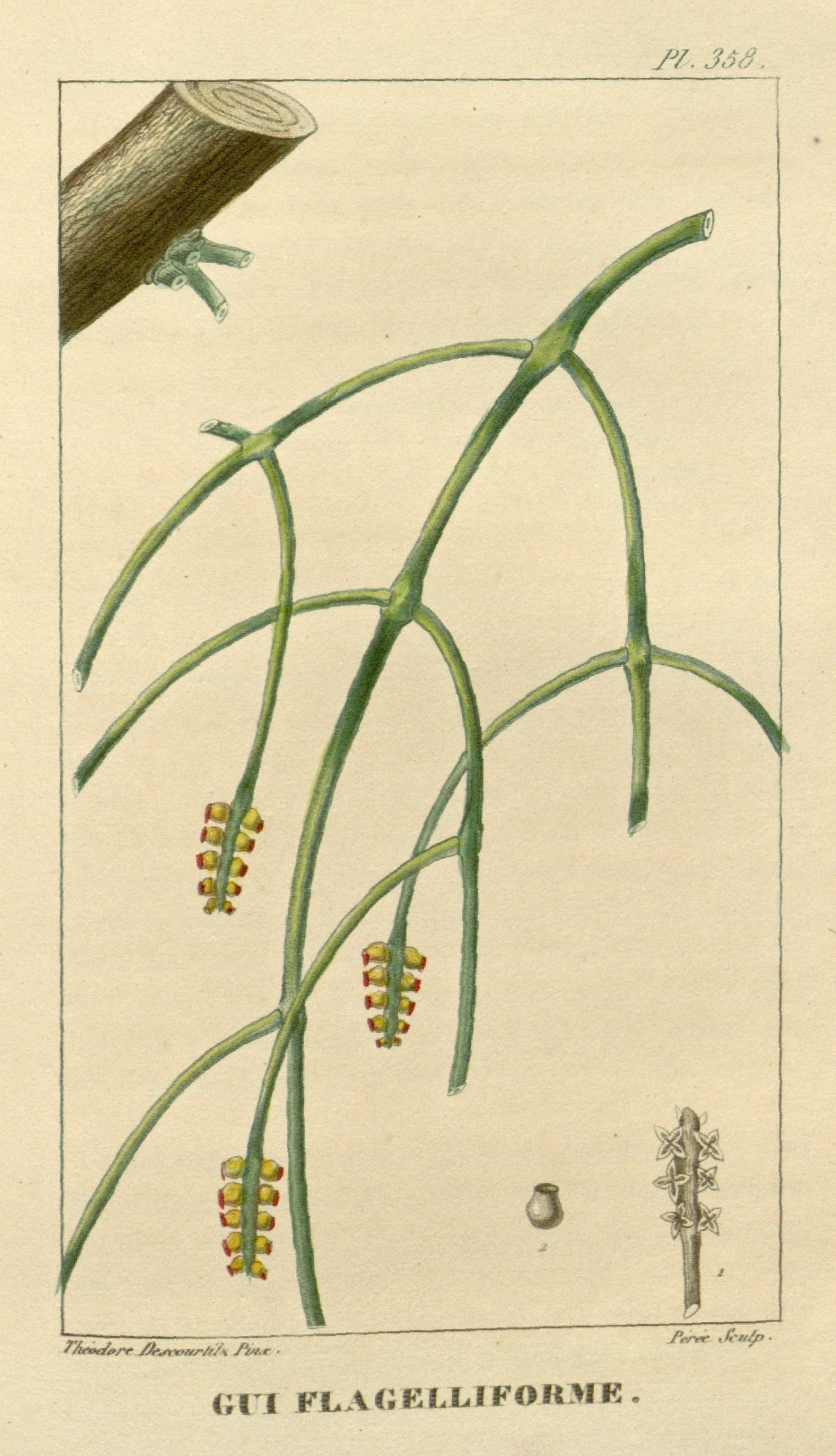 Caribbean Tree Destroyer