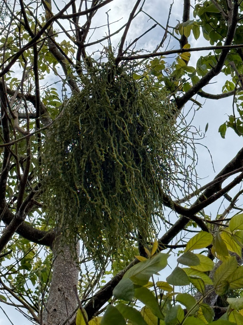 Caribbean Tree Destroyer photo 3