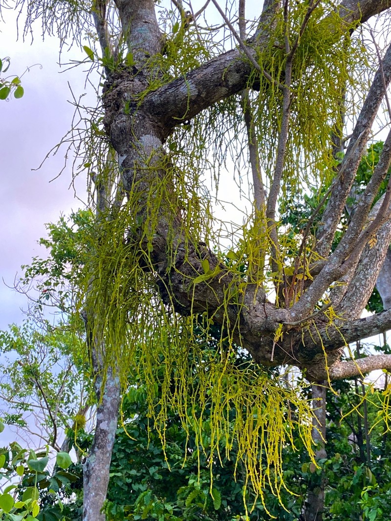 Caribbean Tree Destroyer photo 6
