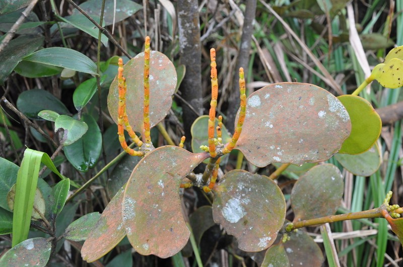 Dendrophthora fortis