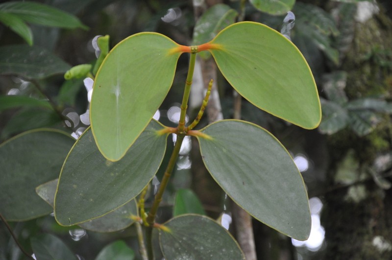 Dendrophthora fortis photo 2