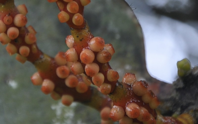 Dendrophthora fortis photo 3