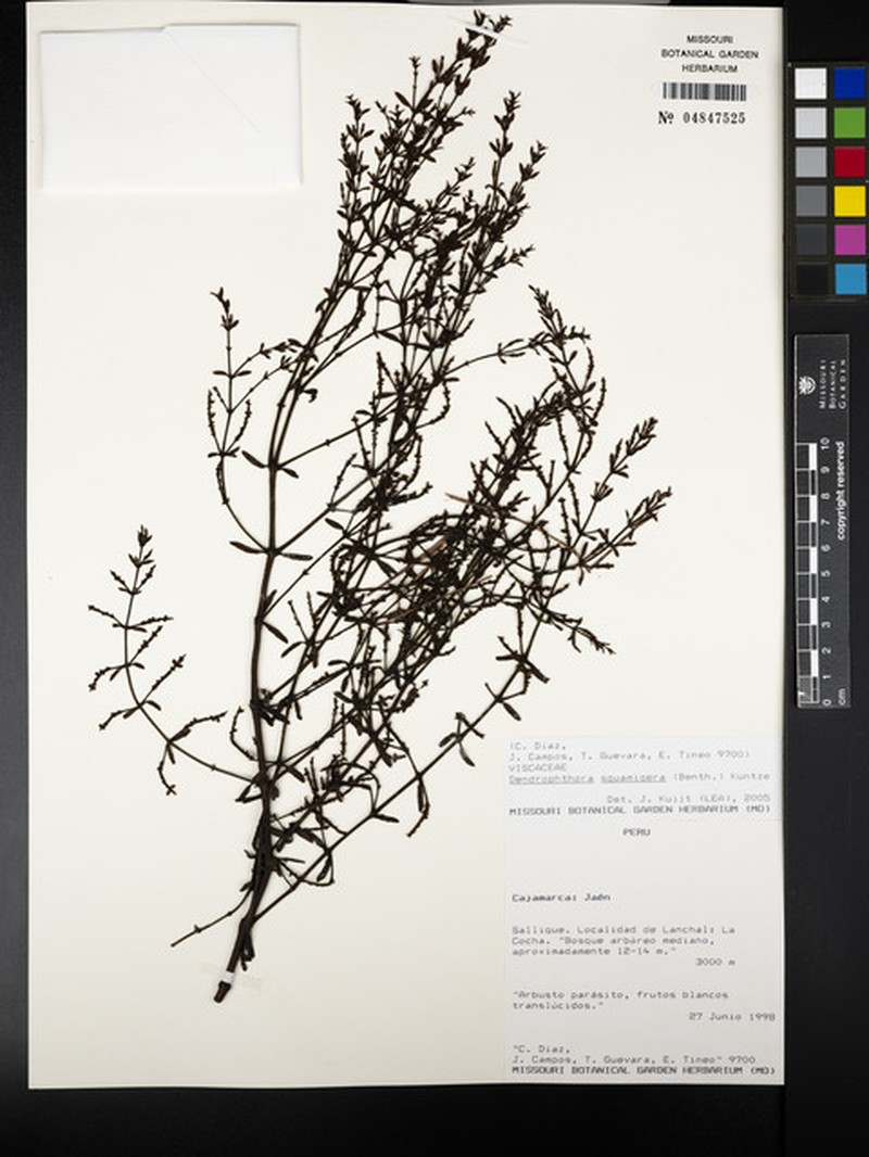 Dendrophthora microphylla