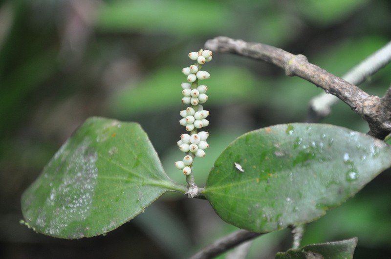 Dendrophthora perlicarpa