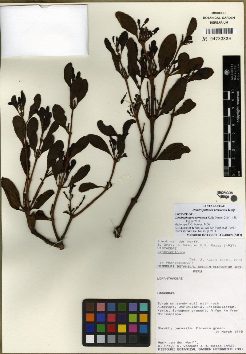 Dendrophthora verrucosa