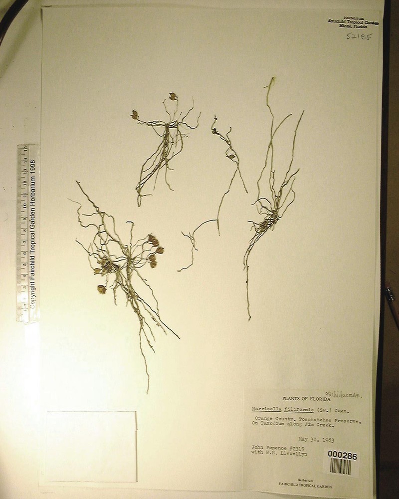Needleroot Bentspur Orchid