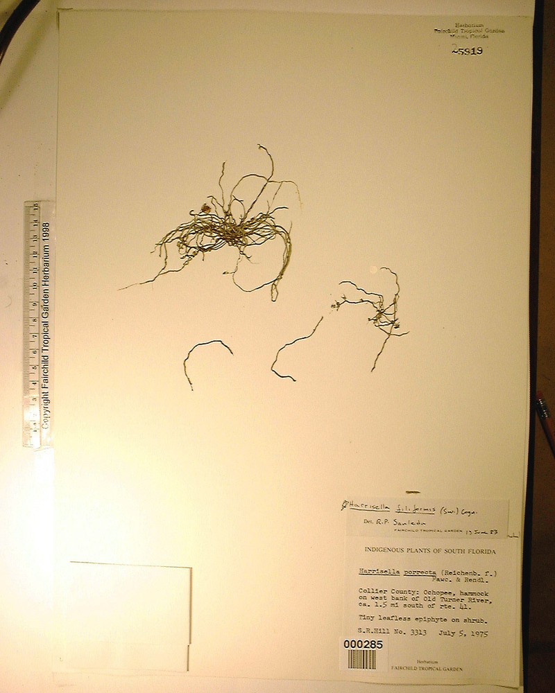 Needleroot Bentspur Orchid photo 3