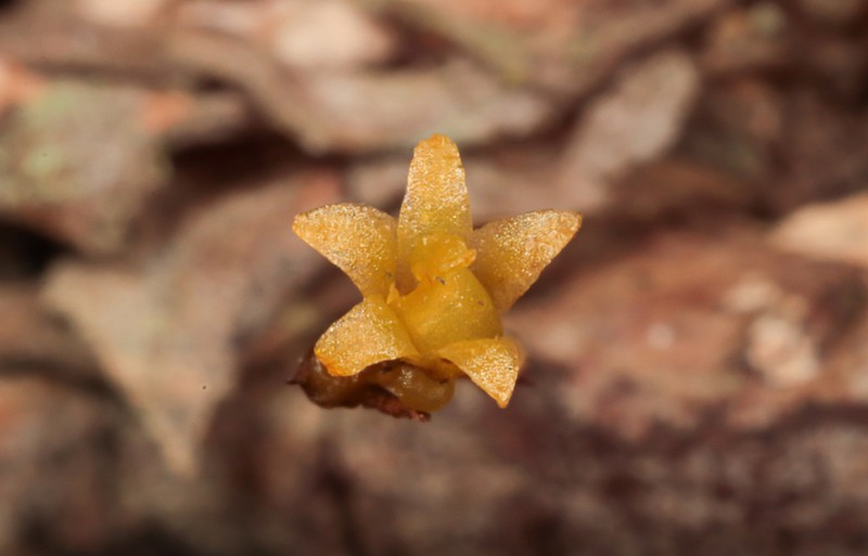 Dendrophylax megarhizus photo 2