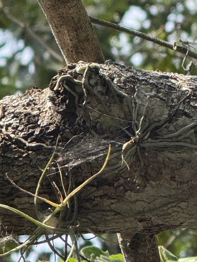 Dendrophylax megarhizus photo 3