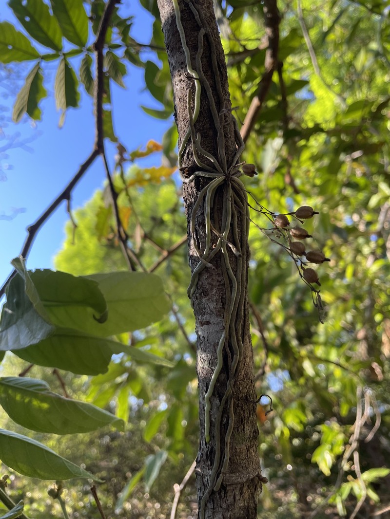 Dendrophylax megarhizus photo 5