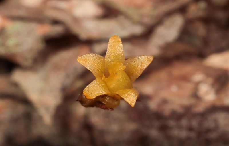 Dendrophylax megarhizus photo 6