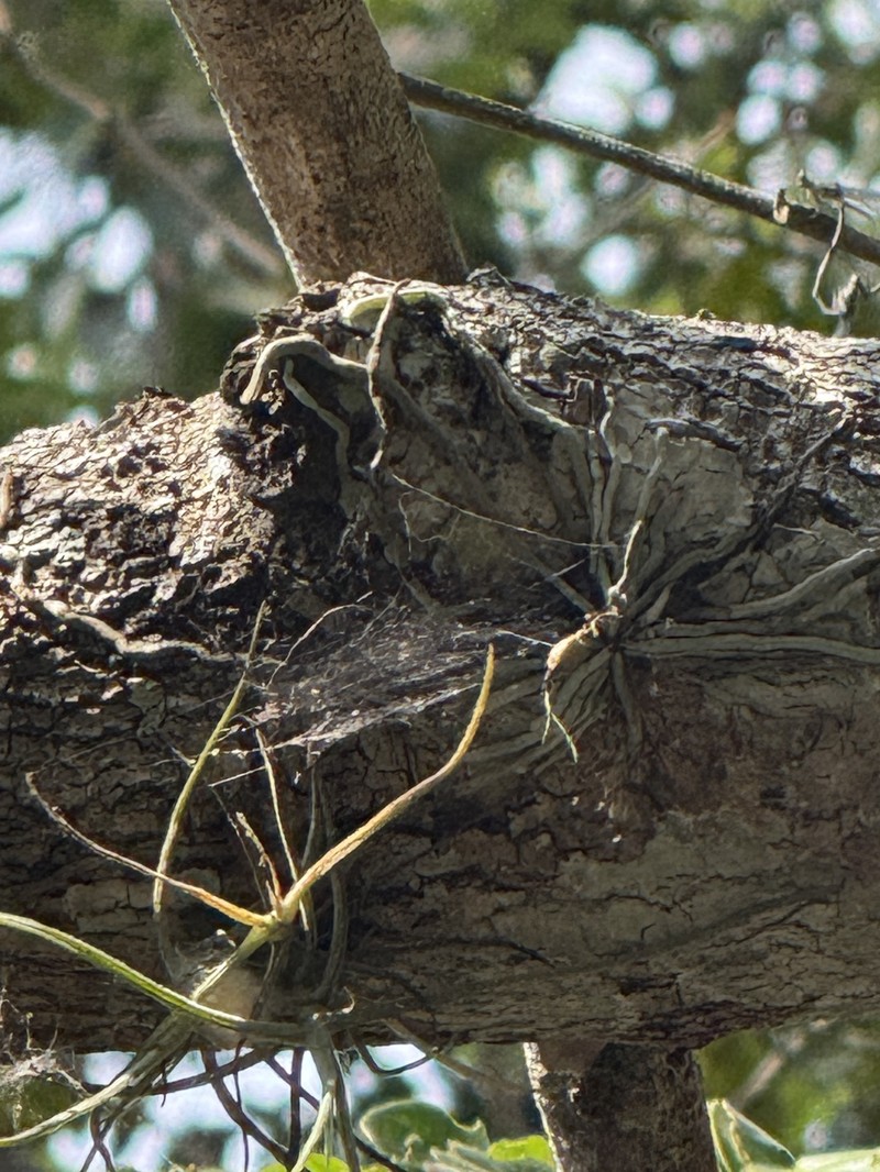 Dendrophylax megarhizus photo 7