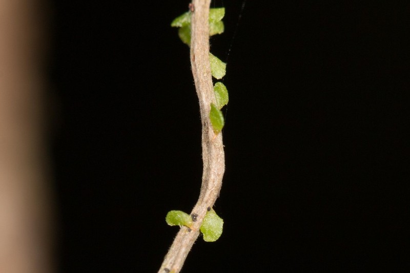 Needleroot Airplant Orchid