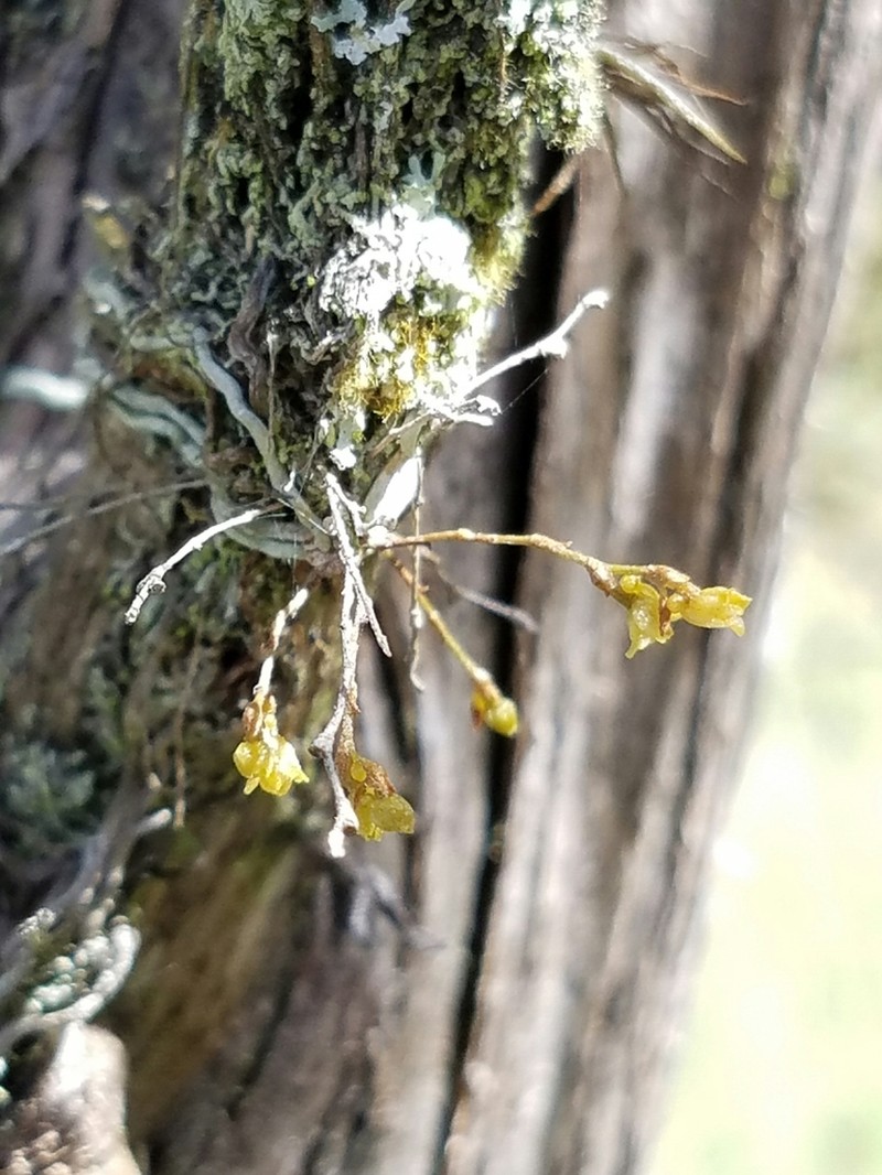 Needleroot Airplant Orchid photo 3