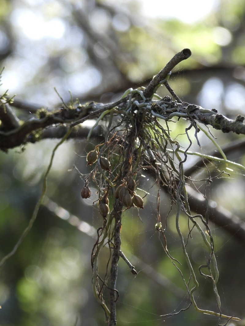 Needleroot Airplant Orchid photo 6