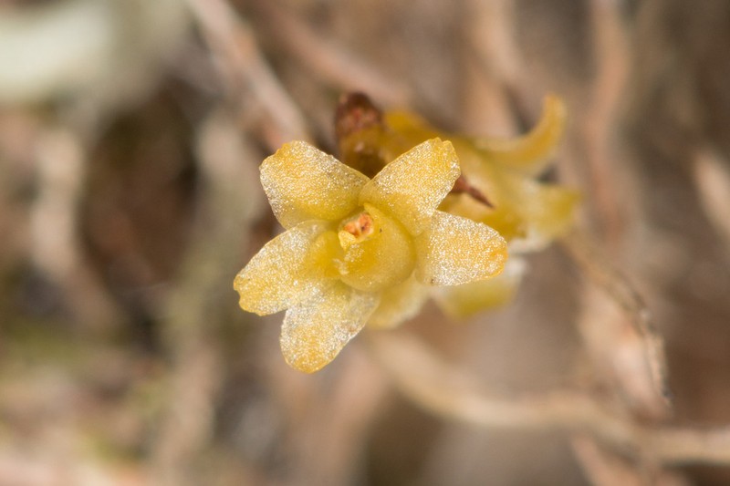 Needleroot Airplant Orchid photo 7