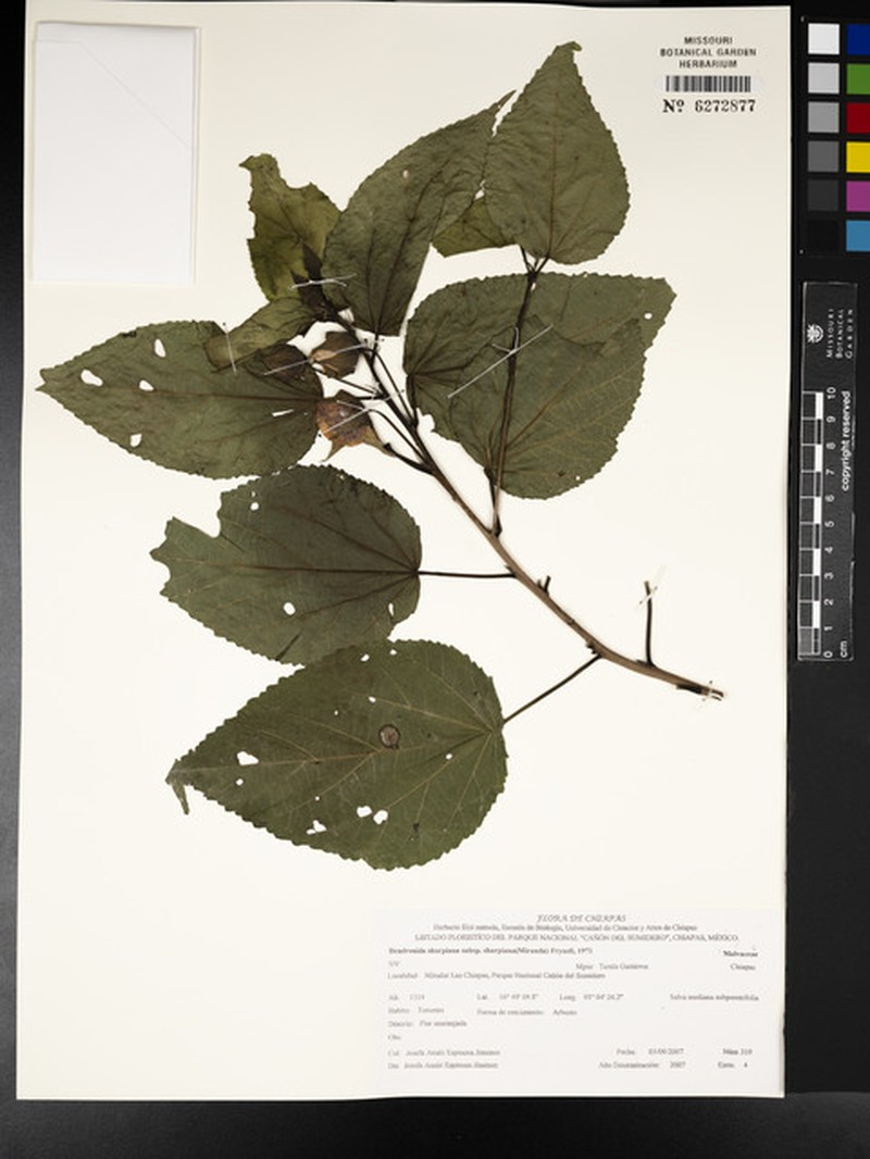 Dendrosida sharpiana subsp. sharpiana
