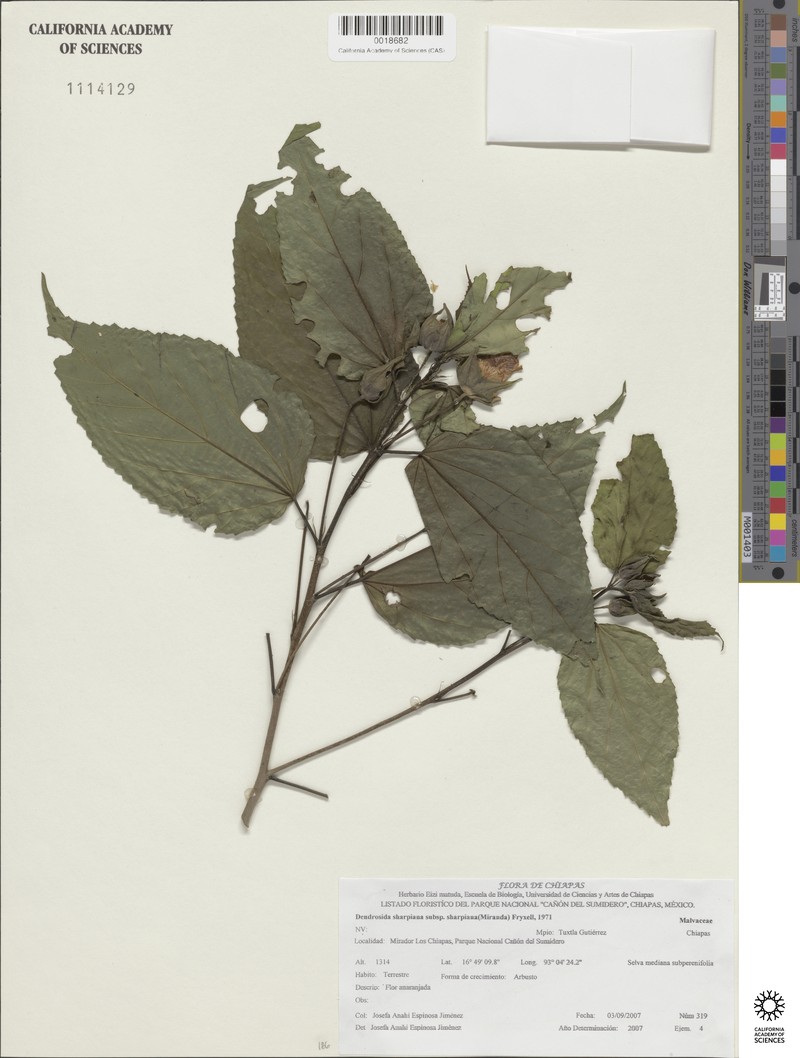 Dendrosida sharpiana subsp. sharpiana photo 2