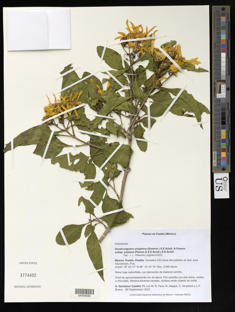 Dendroviguiera eriophora var. poblana