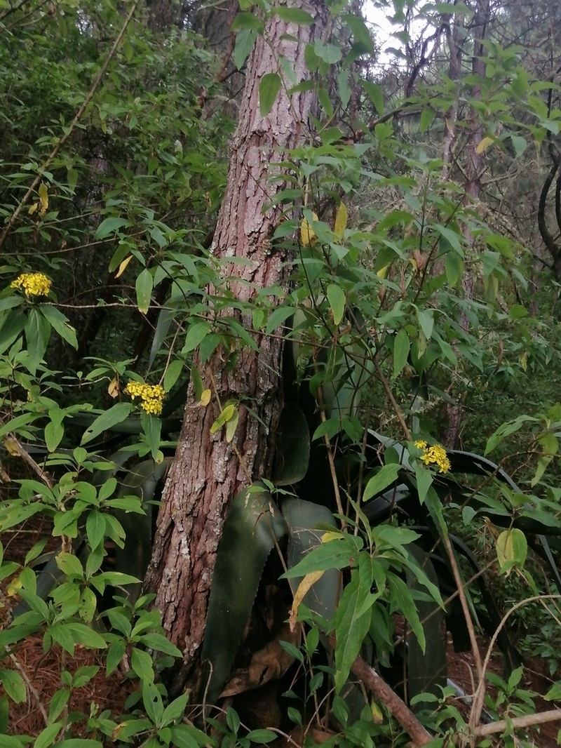Dendroviguiera neocronquistii photo 2