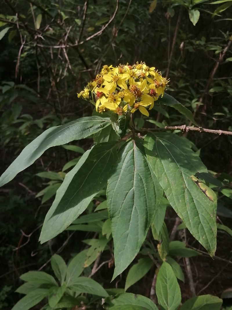 Dendroviguiera neocronquistii