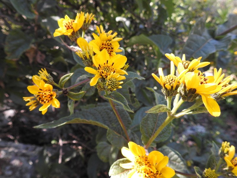 Dendroviguiera pringlei