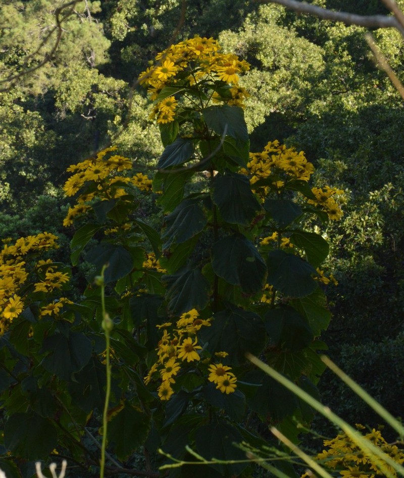 Dendroviguiera puruana