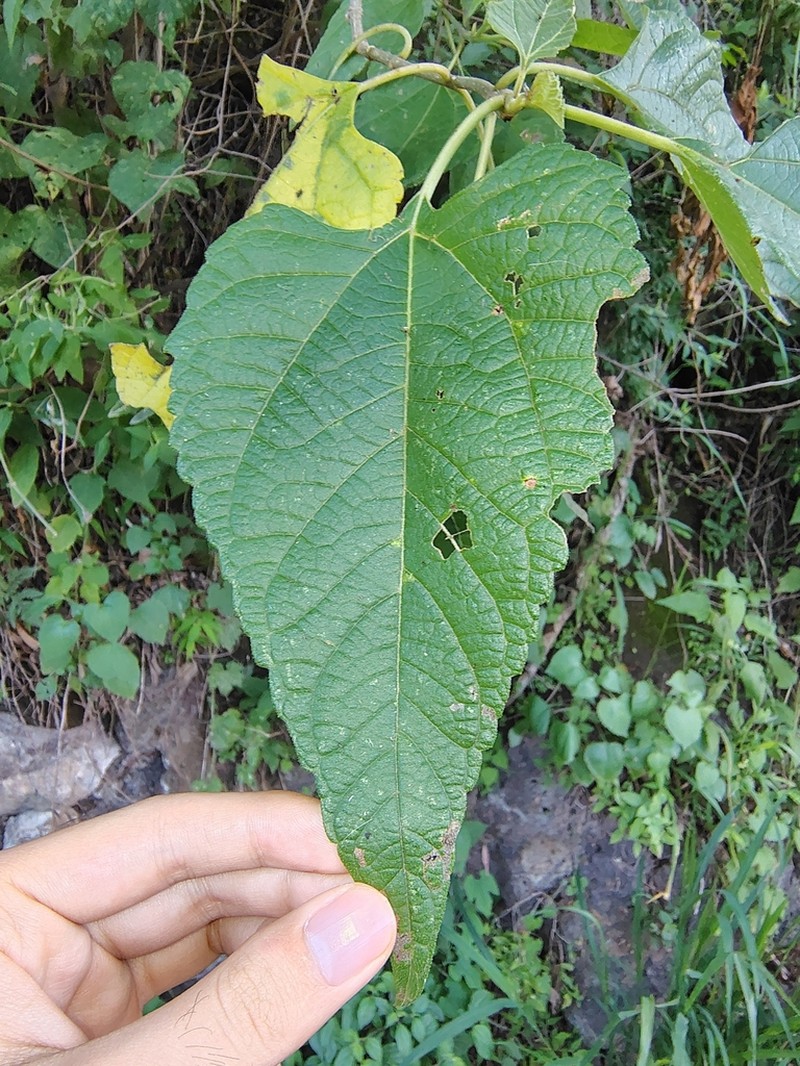 Dendroviguiera quinqueradiata