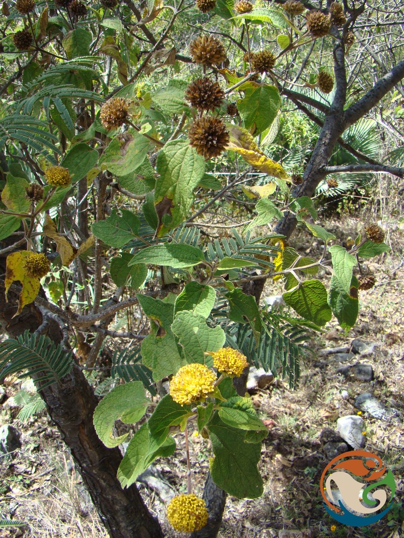 Dendroviguiera sphaerocephala
