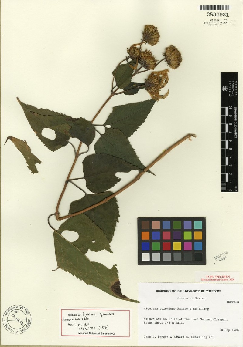 Dendroviguiera splendens photo 7
