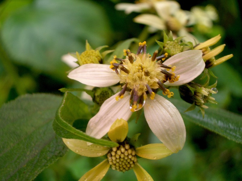 Dendroviguiera sylvatica