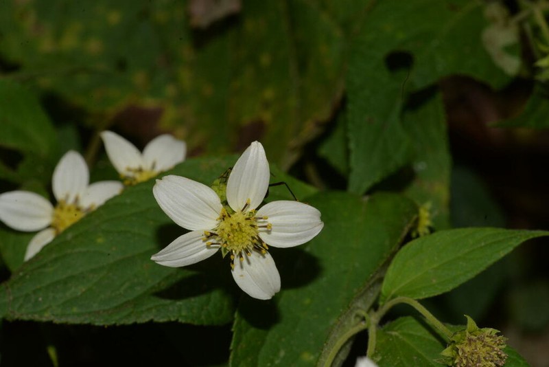 Dendroviguiera sylvatica photo 2