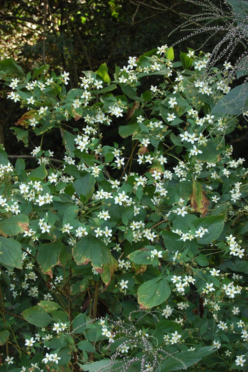 Dendroviguiera sylvatica photo 6