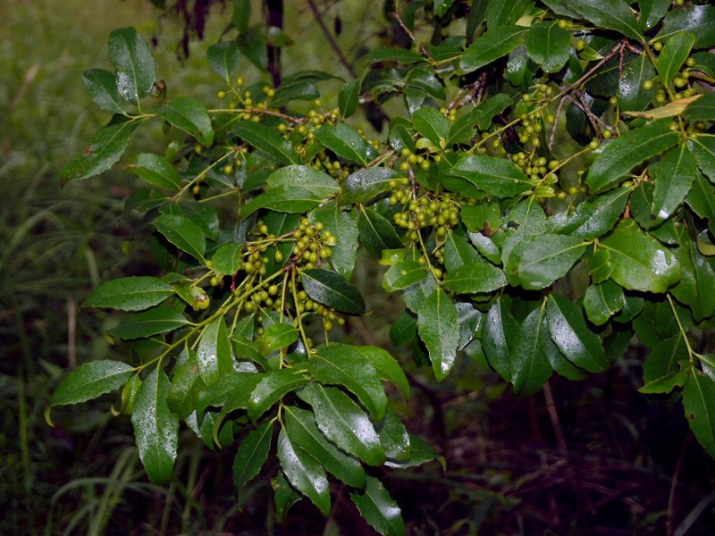 Denhamia bilocularis