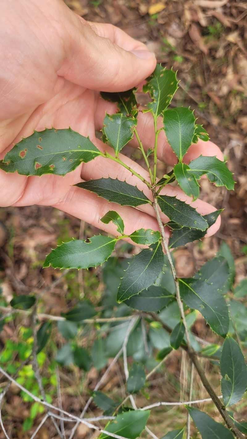 Denhamia bilocularis photo 2