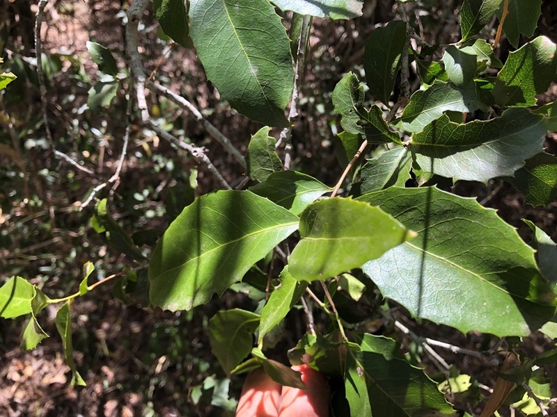 Denhamia bilocularis photo 3