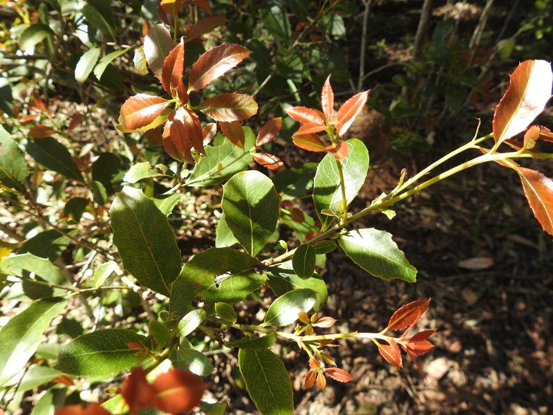 Denhamia bilocularis photo 6