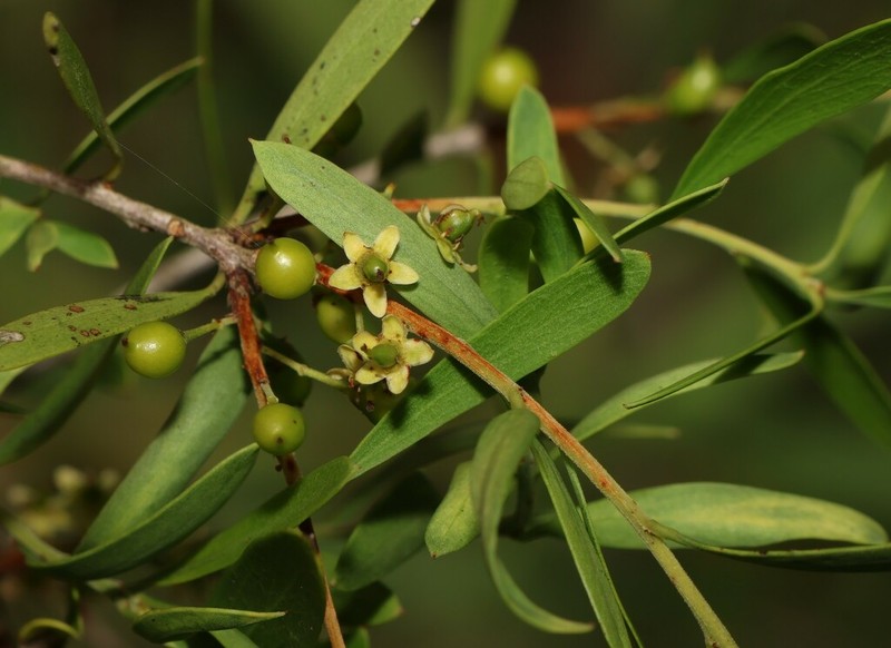 Denhamia cunninghamii